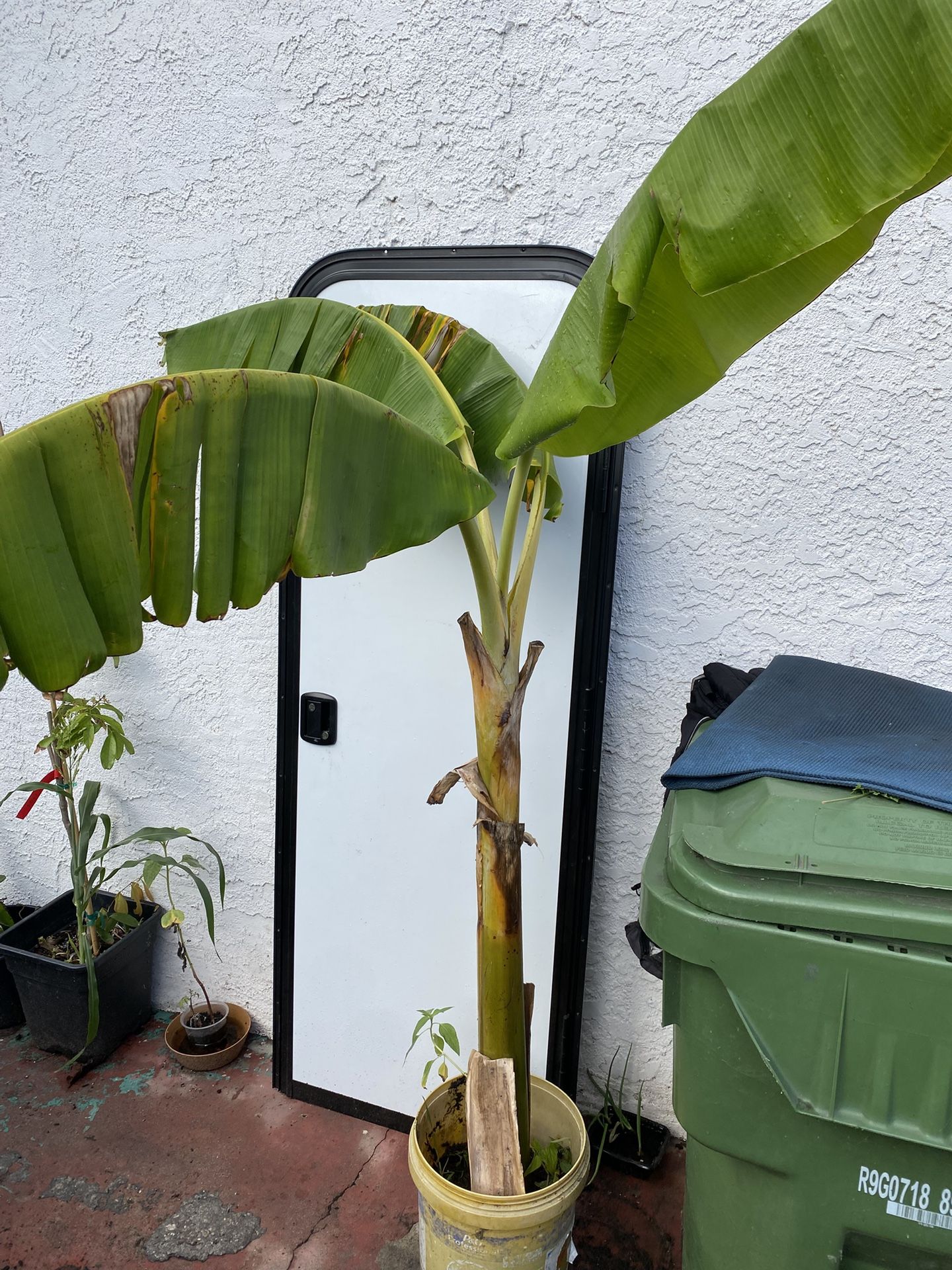 Burro Banana Tree