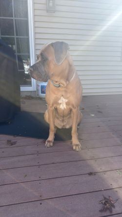 Extra Large Heavy Duty Dog Crate