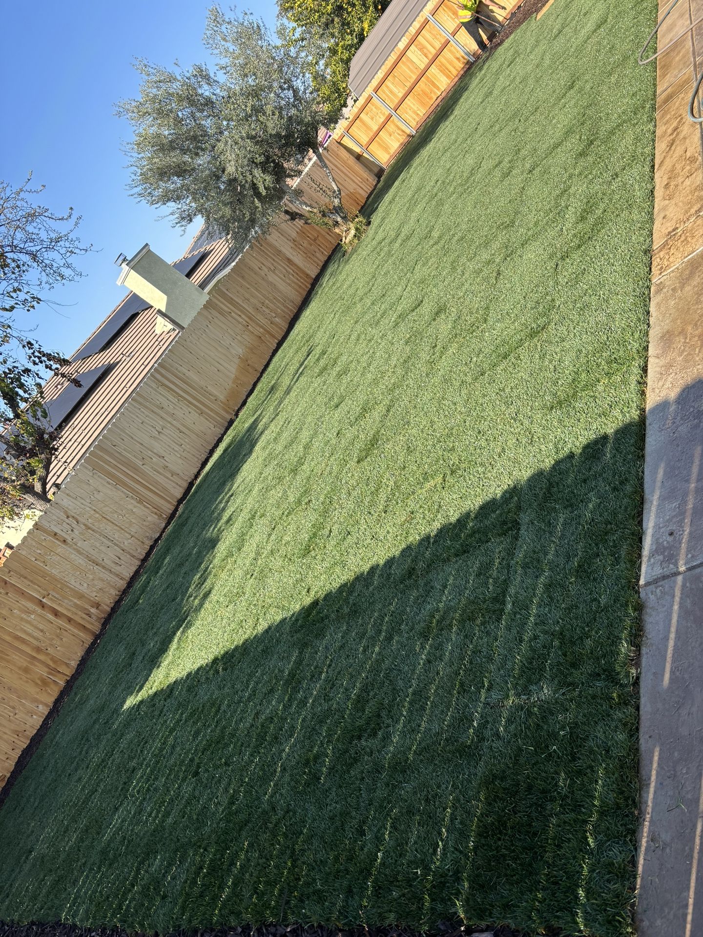 Sod Grass
