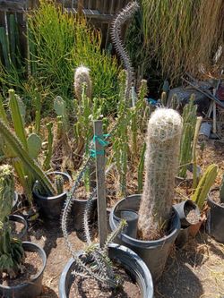 Ocotillo plant