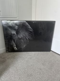 Elephant picture