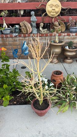 Fires stick pencil plant