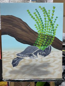 Freshwater Turtle