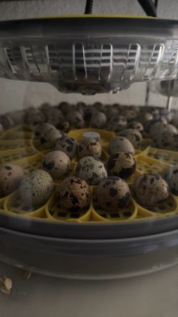 Fertile qauil eggs