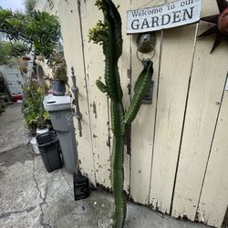 Euphorbia Candelabra Cactus Cutting 