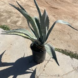 Large Potted Agave