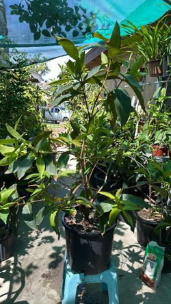 marcotted mature Wax Jambu/Macopa Currently Flowering