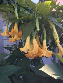 Angel Trumpets