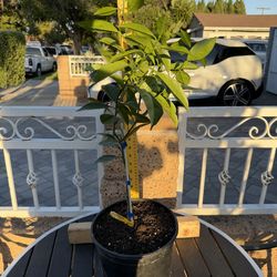 GRAFTED Cara Cara Pink Orange