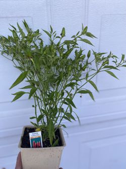 Súper Chili Pepper Fruiting Plant, In 4 Inch Pot Pick Up Only