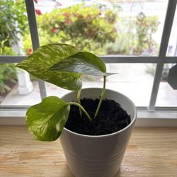 Pothos In ceramic pot
