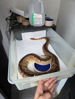 Snake rack  7 bin