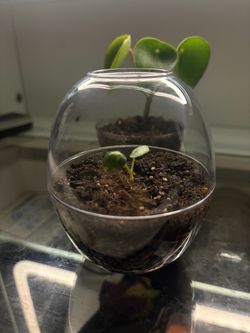 Raindrop Peperomia Plant