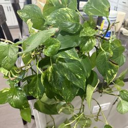 Photos With Long Vines