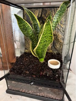 Gecko Enclosure
