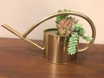 Succulent Arrangement