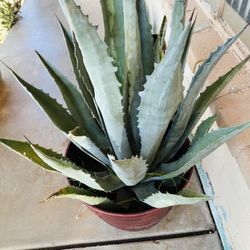 BIG BLUE AGAVE PLANT READY FOR TRASPLANTER MAGUEY PLANTA GRANDE 