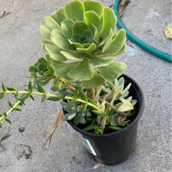 Succulents Plants