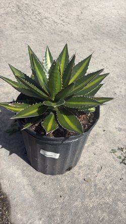 Agave Quadricolor – 3 Gallon | $45