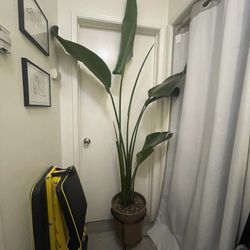 Birds Of Paradise 2-in-1 (Strelitzia Nicolai)