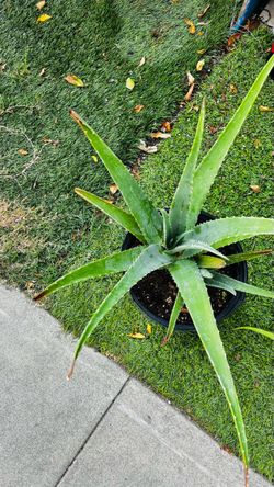 Large Aloe Vera Plant in Pot