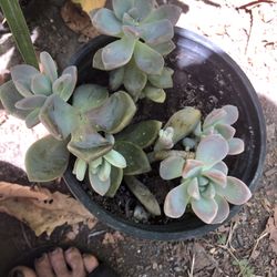 Suculenta