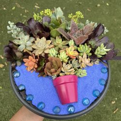 Gorgeous Succulent Arrangement ❤️