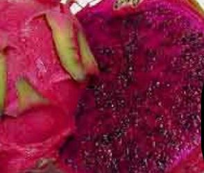 Dragon fruit voodoo child