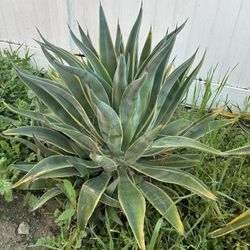 Large Agave 