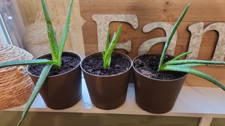 3 Aloe Vera Plants In 6 In Pots