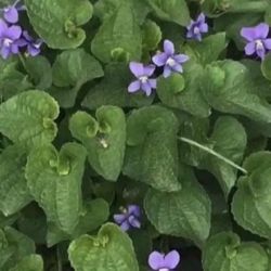 Outdoor Flowers - VIOLETS