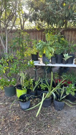 Plants for sale , various sizes