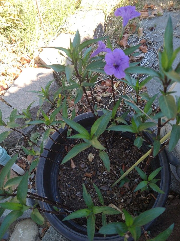 Purple Flowers Plant And Pot Included 