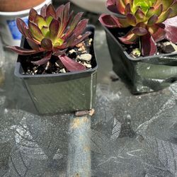 Beautiful Plants For $2