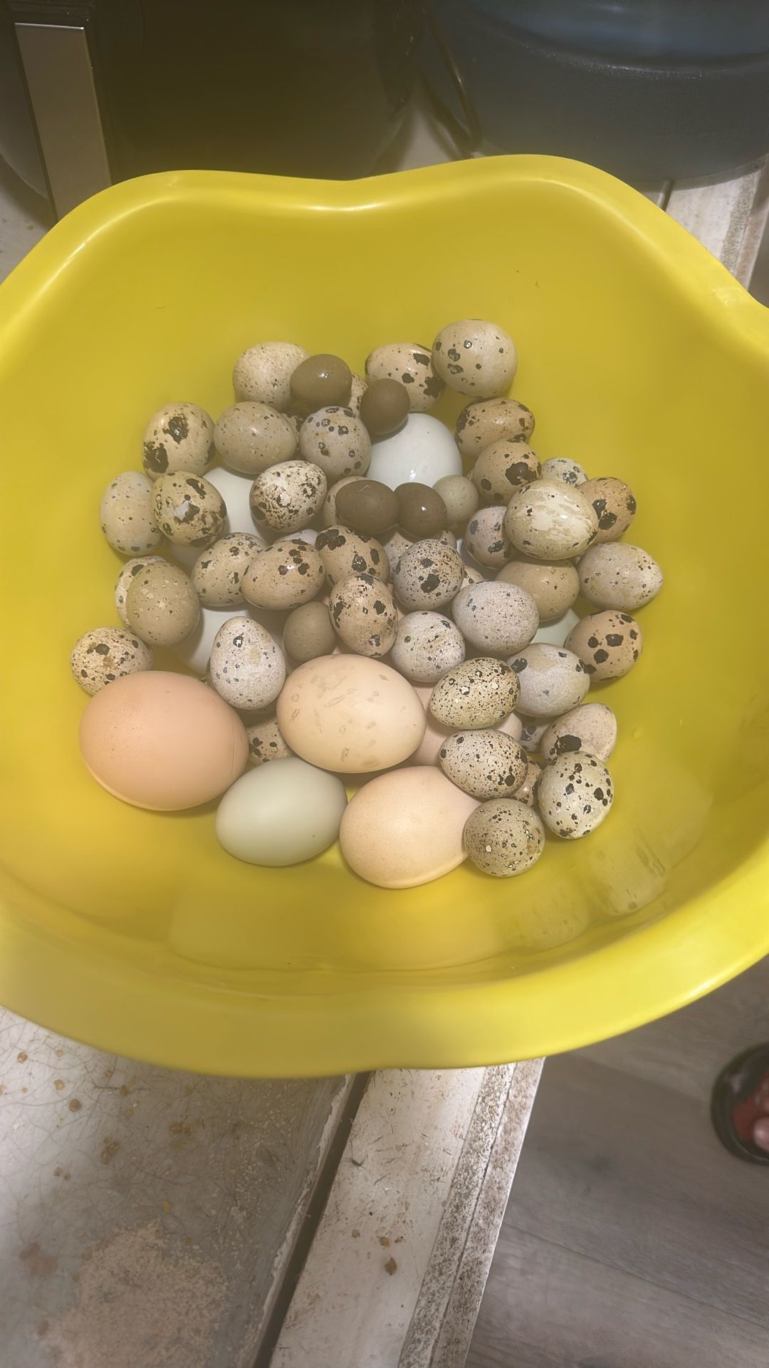 Quail And Chicken Eggs