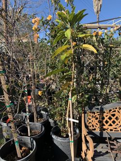 Loquat “Nispero Japones” Fruit Trees