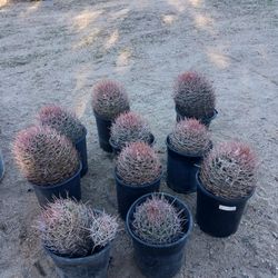 Red Barrels Cactus