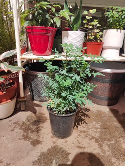 Ruda Plant