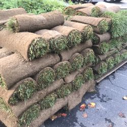 Fresh Sod Cut Every Morning 