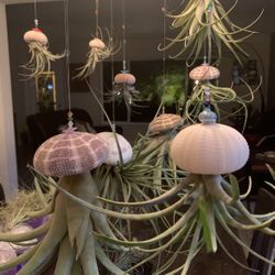 Jellyfish Air Plants