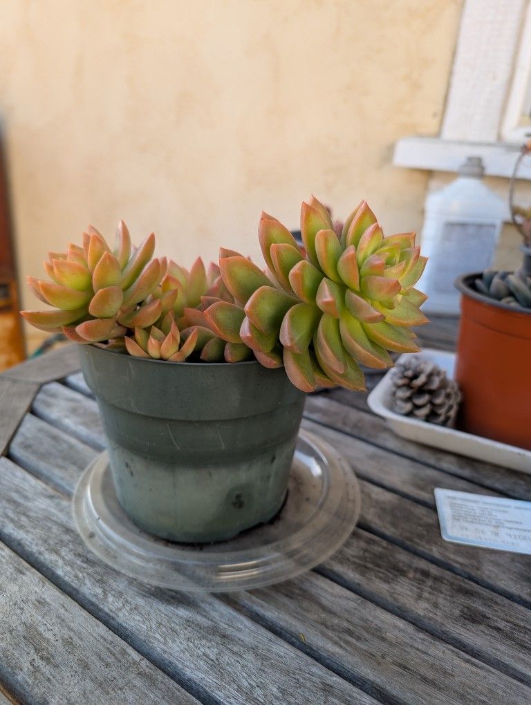 Succulent $12