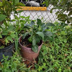Pepper 🌶️ Plants Mango Tree