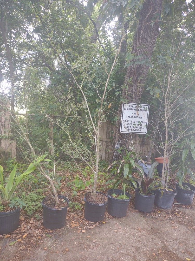 Crepe Myrtles 6 To 10 Footers