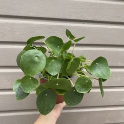 6” Pilea Money Plant