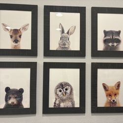 Baby Animal Framed Prints 
