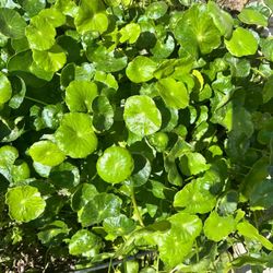 Chinese Pennywort