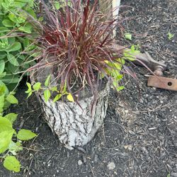 Flower Pod With ornamental grass