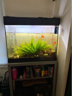 40 Gallon Planted Aquarium
