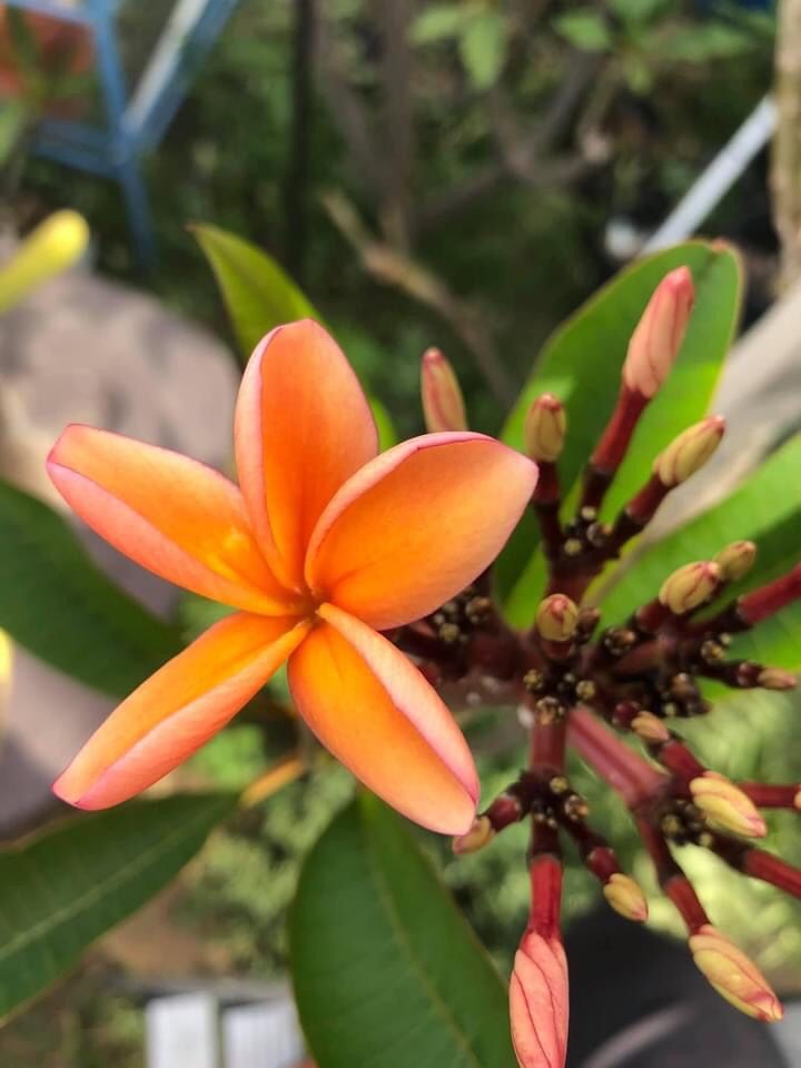 Plumerias