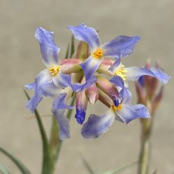 Tillansia or Air plant